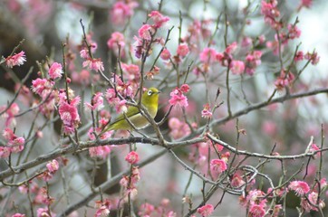 メジロと紅梅