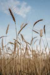 wheat and sky