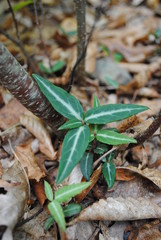 Late summer/early autumn three pointed plant. Forest floor ground cover, Massachusetts