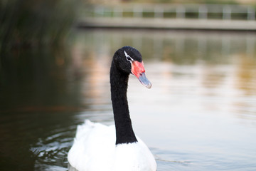 Cisne de cuello negro en lago