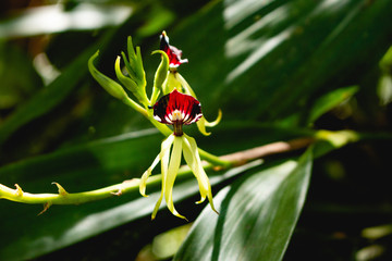Orchid Belize
