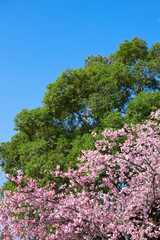Obraz premium 早春の河津桜