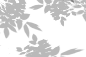 The shadow of the plant on the white wall. Black and white summer background for photo overlay or mockup
