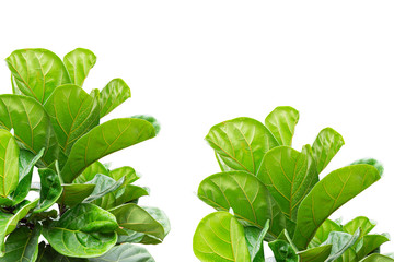Fiddle leaf fig tree on white background.