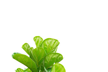 Fiddle leaf fig tree on white background.