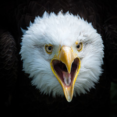 an angry head of a royal eagle on black background 