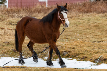 A chestnut brown adult horse jumps in a field from being scared by a small mouse.The animal is...