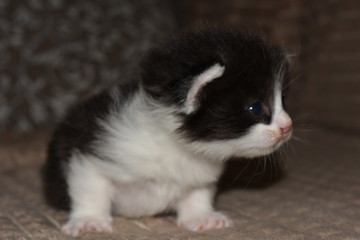 a small beautiful kitten is lying on the sofa