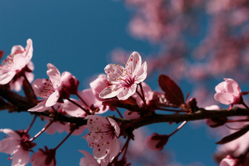 spring flowers of japaneese cherries, closeup