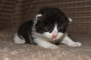 a small beautiful kitten is lying on the sofa
