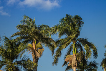 Fototapeta na wymiar Palm trees and the sky - São José do Rio Preto - São Paulo - Brazil