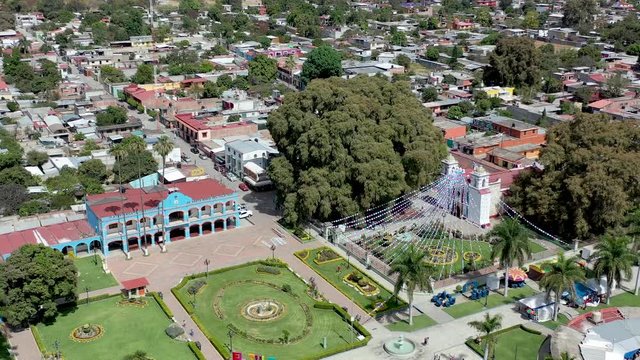 Arbol del Tule is the widest tree in the world. Aerial video by drone tilt down. - Oaxaca, Mexico