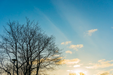 Fototapeta premium Spring tree silhouette against blue sky and rising sun