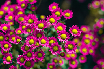 Pink chrysanthemums on a Sunny day in the garden