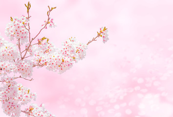 Cherry Blossoms 1645