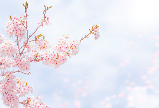 Cherry Blossoms 1645