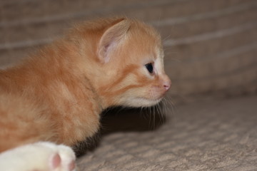a small beautiful kitten is lying on the sofa