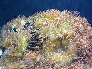 Fototapeta na wymiar sea anemone and clownfish