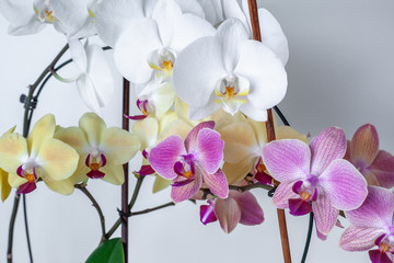 Multi-colored orchids on  white background isolate. Tropical flowers are white, yellow, pink.