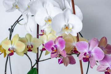 Multi-colored orchids on  white background isolate. Tropical flowers are white, yellow, pink.