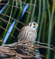 American Kestrel in a Palm Tree