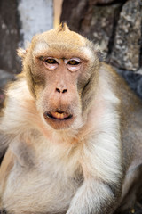 close up of monkey portrait. Eye contact
