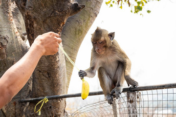 Hand of man feeding banana to  monkey © amstockphoto