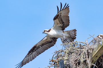 An Osprey (Pandion haliaetus) spreads its wings to take off from its nest into the wind.