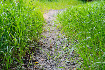 自然歩道と雑草