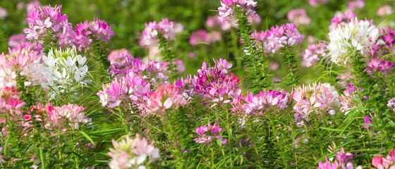 natural background of beautiful spider flaower garden