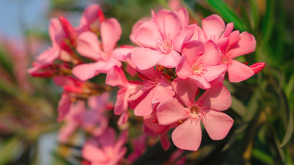 natural flowers background of pink sweet bay oleander flowers