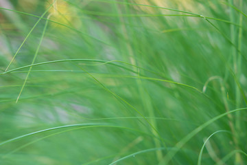 natural green background of green grass, selective focus