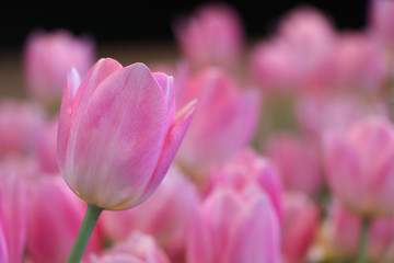 Obraz na płótnie Canvas closed up Pink Tulips beautiful petal in winter season blurred background