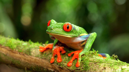 tropical green frog