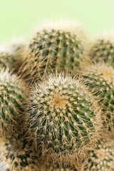 Shoot the cactus up close