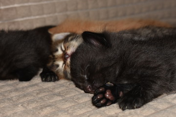 little kittens sleep together