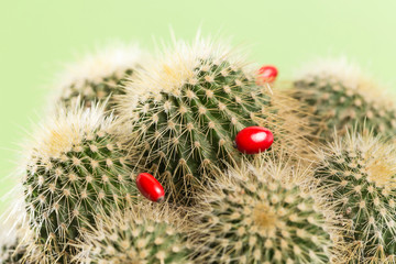 Shoot the cactus up close