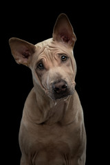 puppy on black in the studio. dog Thai readback on a dark background. pet portrait