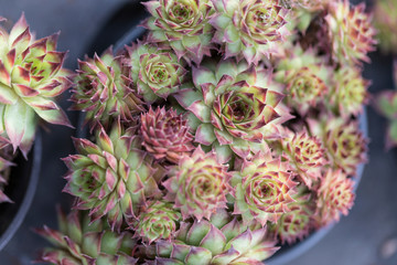 Succulent plant with beautiful appearance and high ornamental value