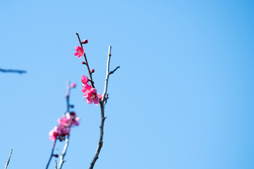 年賀状や寒中見舞いなどに使える青空の背景の梅の花
