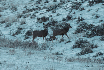 deer in winter