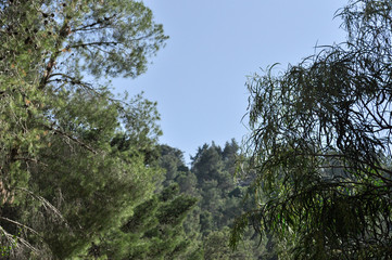 Obraz na płótnie Canvas Tree Branches Background