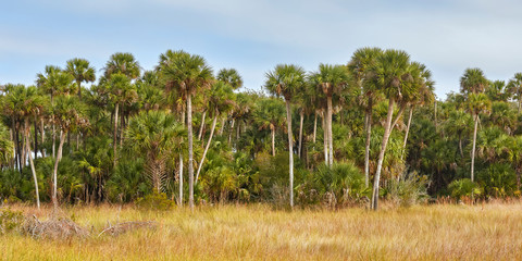 Palm trees at Lake Woodruff National Wildlife Refuge near Daytona Beach, Florida