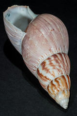 Sea Shell on a Black Background