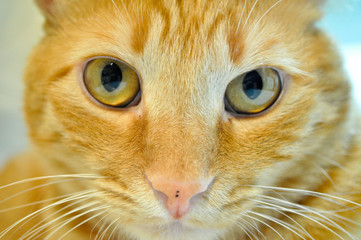 Ginger Cat Staring
