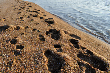 Footprints on Wet Sand