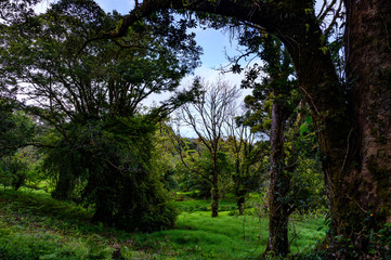 Fototapeta premium Costa Rica Rainforest