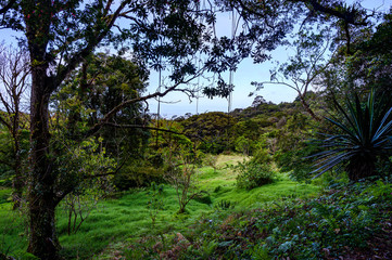 Fototapeta premium Costa Rica Rainforest