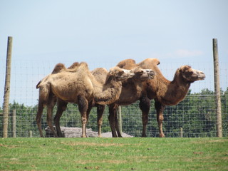 Les 3 chameaux