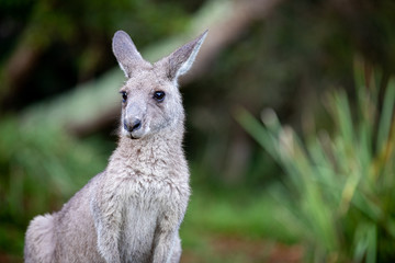 wild kangaroo